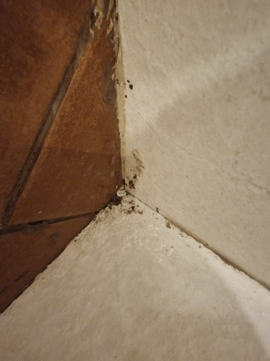 Zimmer Domes Aulūs Zante, Autograph Collection