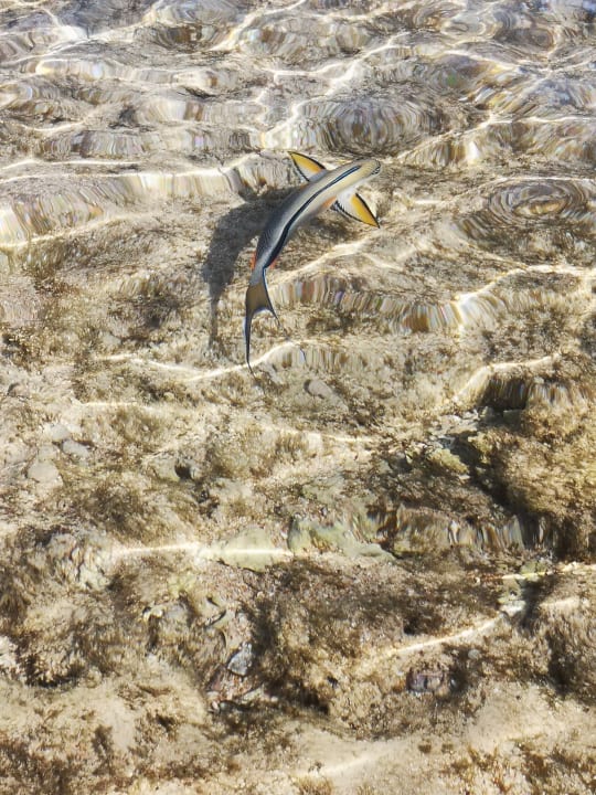 Strand Pickalbatros Citadel Resort