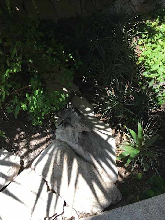 Haustiere Akumal Bay Beach & Wellness Resort