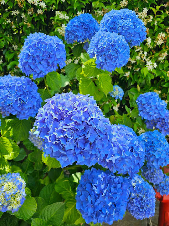 Gartenanlage Antica Stallera Hotel