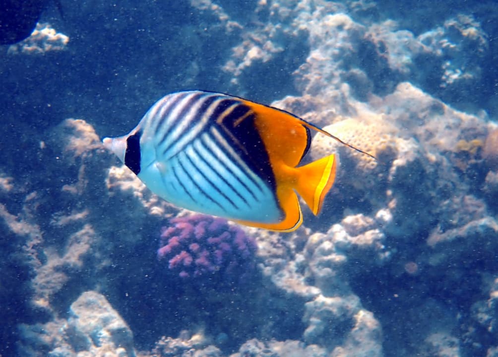 Sport & Freizeit Stella Garden Resort & Spa, Makadi Bay