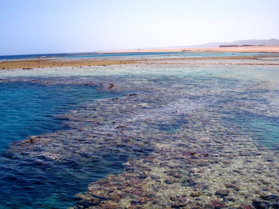 Riffdach bei Neumondebbe Fantazia Resort Marsa Alam