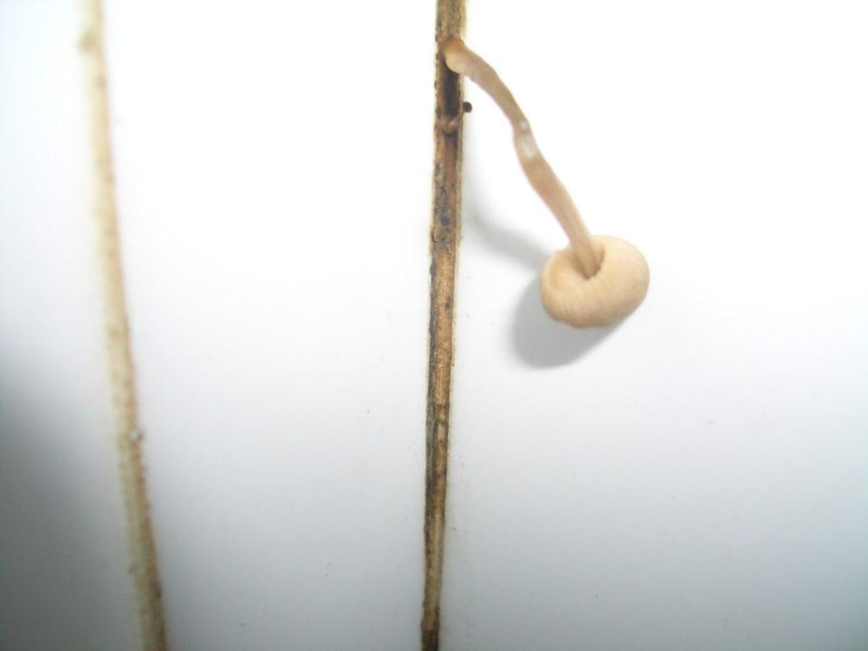 Pilz in der Dusche Hotel Country Club Castelfusano