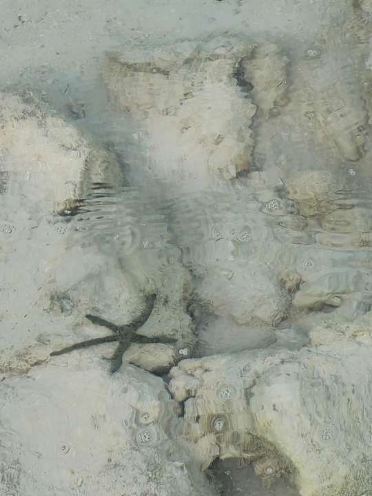 Strand ananea Madivaru Maldives