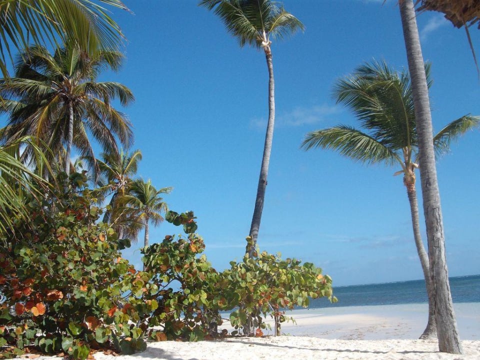 Strand Catalonia Royal Bavaro - Adults only