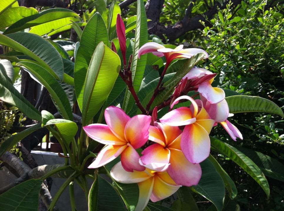 Blumen überall im Hotel Hotel Let's Sea Hua Hin Al Fresco Resort