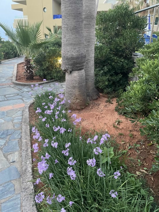 Gartenanlage Calimera Sirens Beach