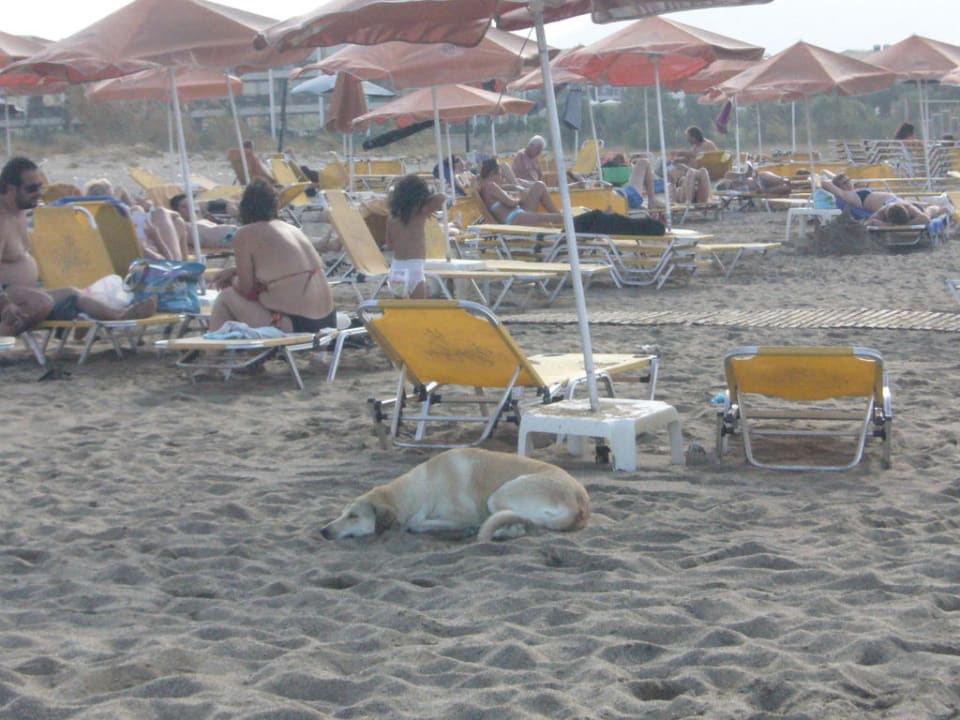 Müder steunender Hund  Neptuno Beach