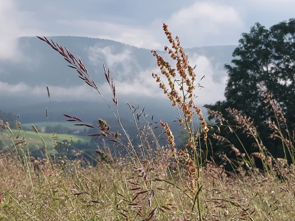 Ausblick Spirit & SPA Hotel Birkenhof am Elfenhain