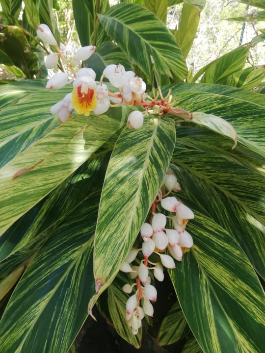 Gartenanlage allsun Hotel Lucana