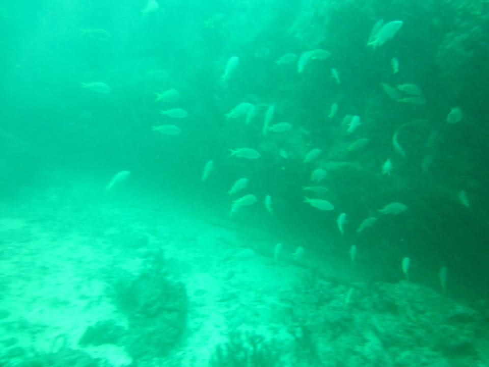 Kleiner Fischschwarm Hotel Riu Karamboa