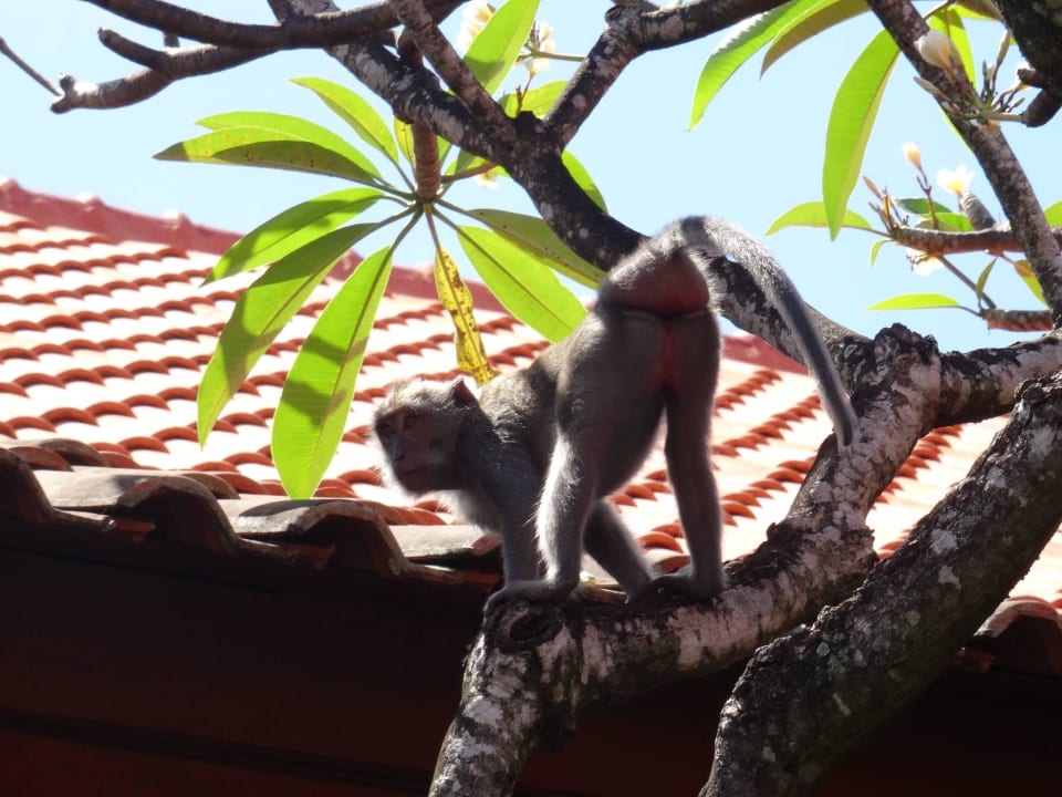 Die netten Bewohner der Gartenanlage :-) Hilton Bali Resort