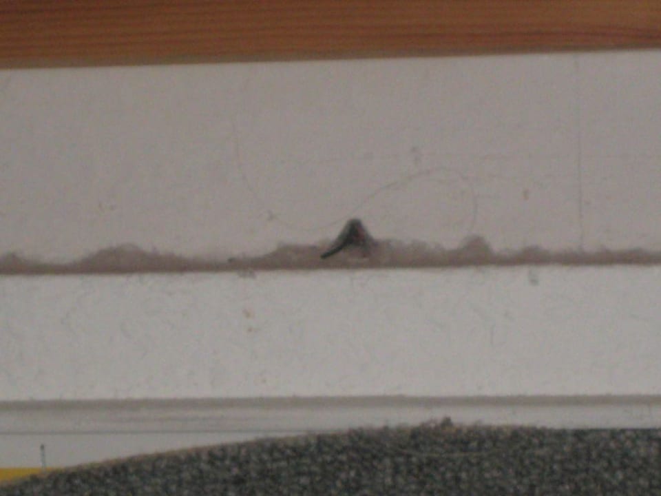 Spinnen inclusive! Lindner Hotel Sylt