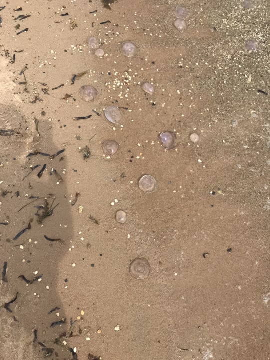 Strand Sea Star Beau Rivage