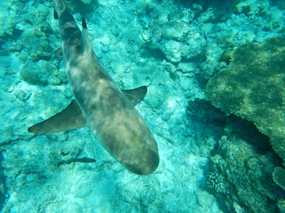 Schwarzspitzflossen-Riffhai Kuramathi Maldives