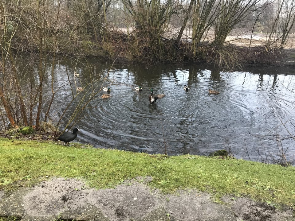 Kleine süße Enten direkt vor der Terrasse  Center Parcs De Eemhof