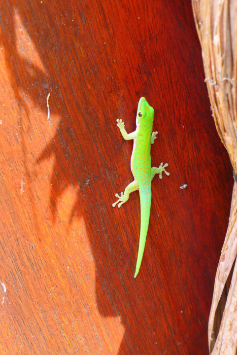 Niedlicher Gecko an unserer Bungalowmauer La Digue Island Lodge