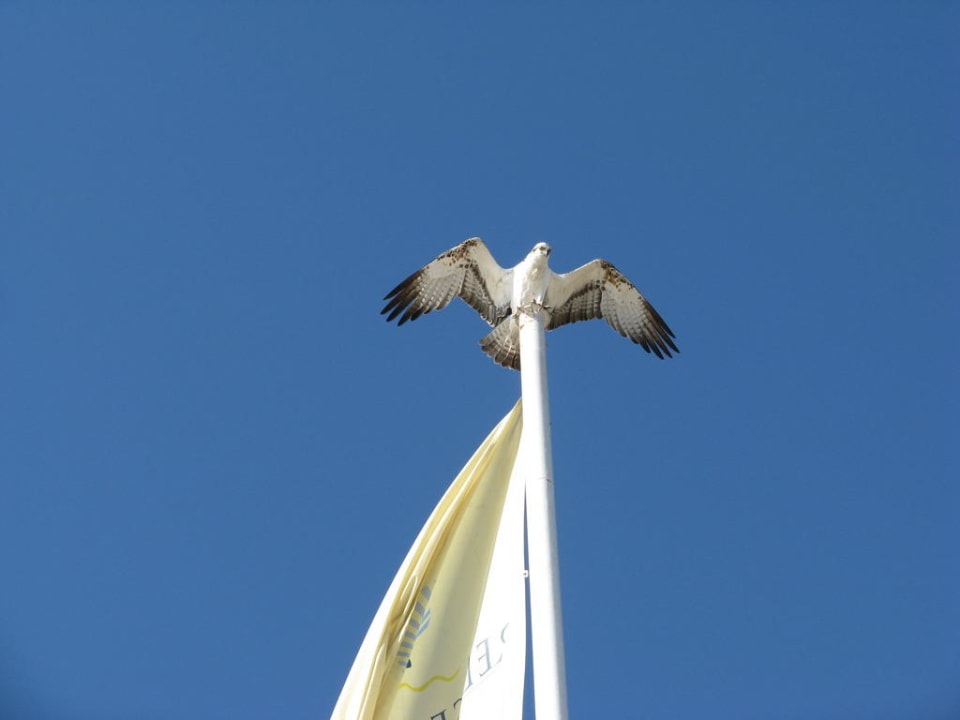 Seeadler Ghazala Beach