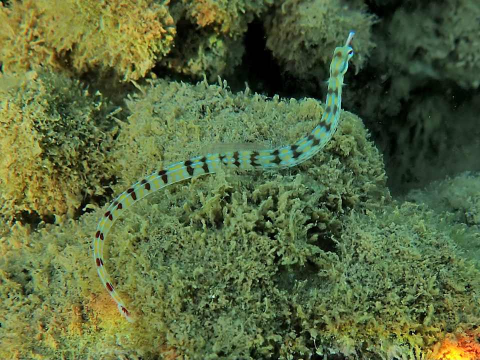 Sonstiges Shams Alam Beach Resort