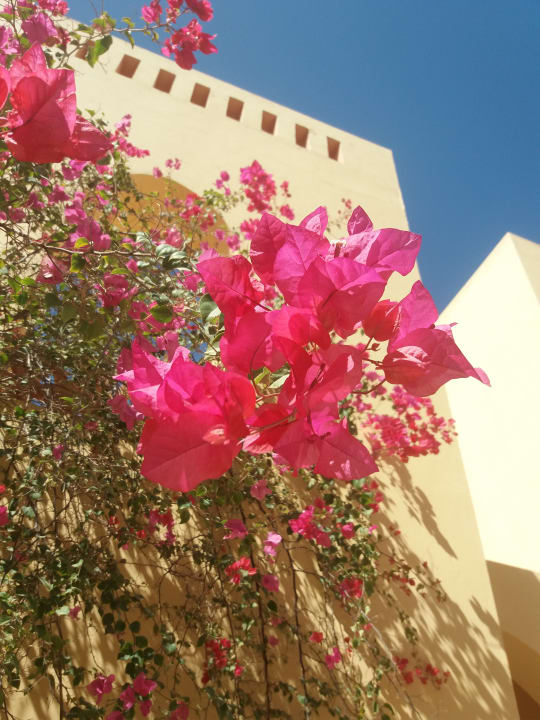 Gartenanlage Steigenberger Coraya Beach - Adults only