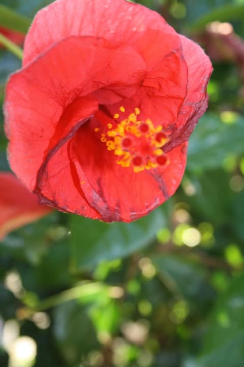 Pflanze Hotel Orfeus Park