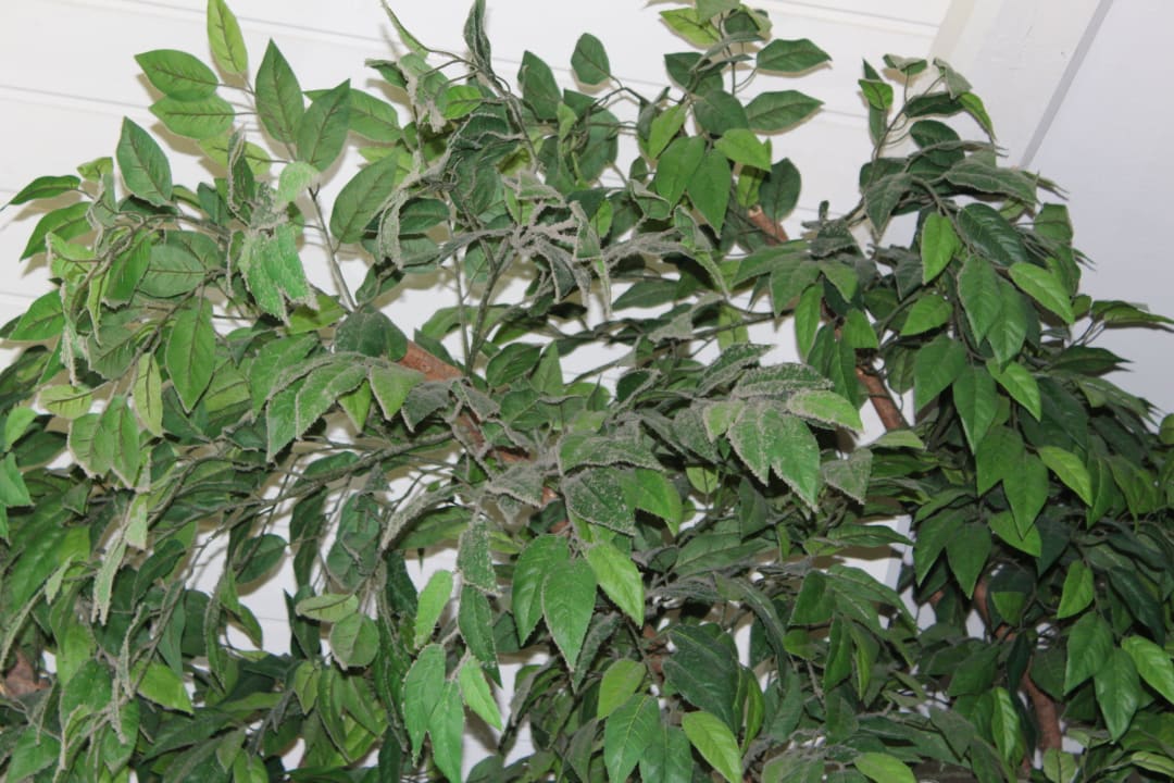 Stark verstaubte Kunstpflanze über den Liegen Dilly - Das Nationalpark Resort