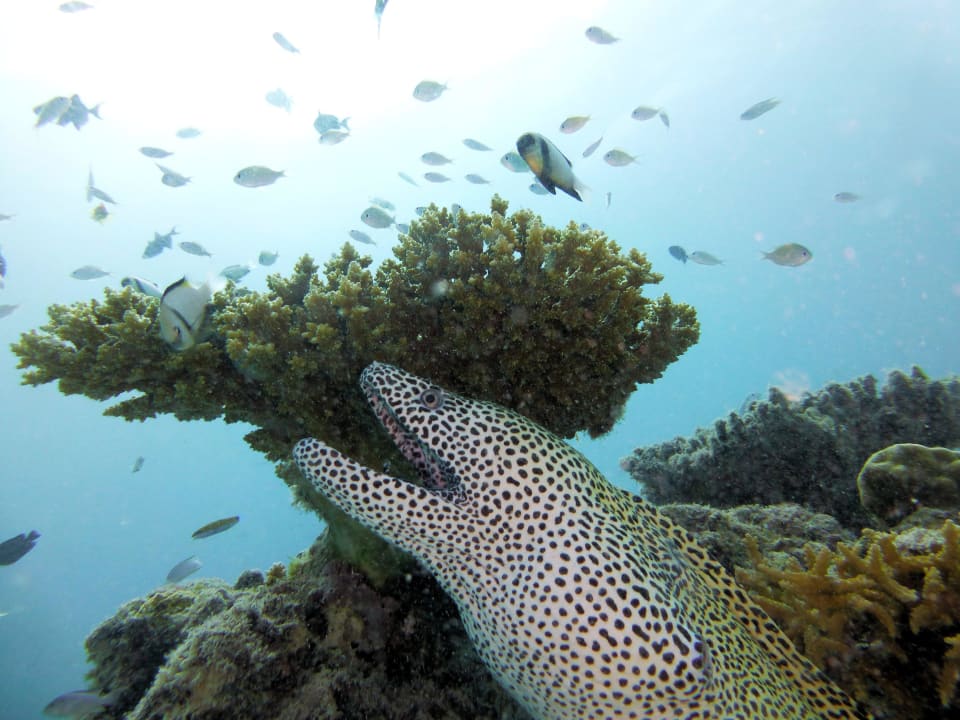 Leave me alone NH Collection Maldives Reethi Resort