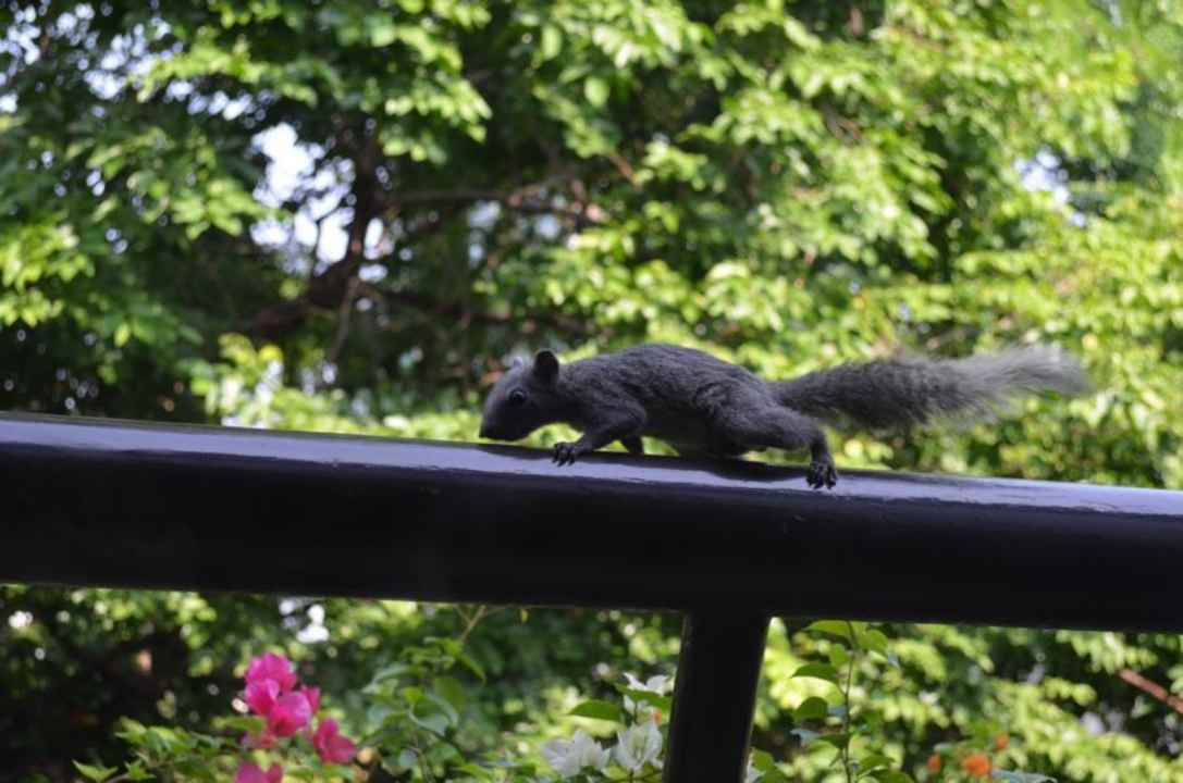 Hotel Swissotel Nai Lert Park Movenpick BDMS Wellness Resort Bangkok