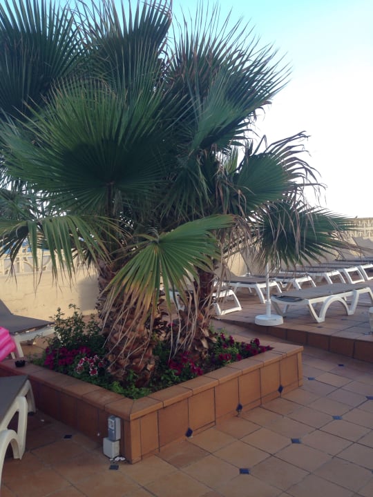Gartenanlage Hotel Amaraigua - Adults only