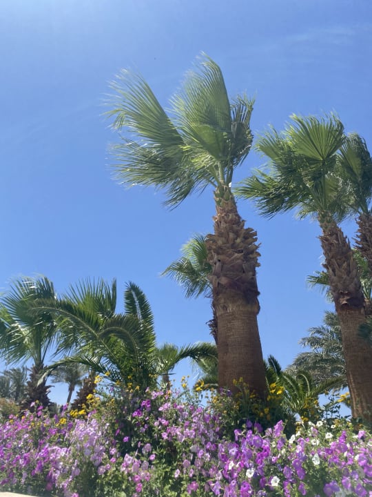 Gartenanlage Steigenberger ALDAU Beach Hotel