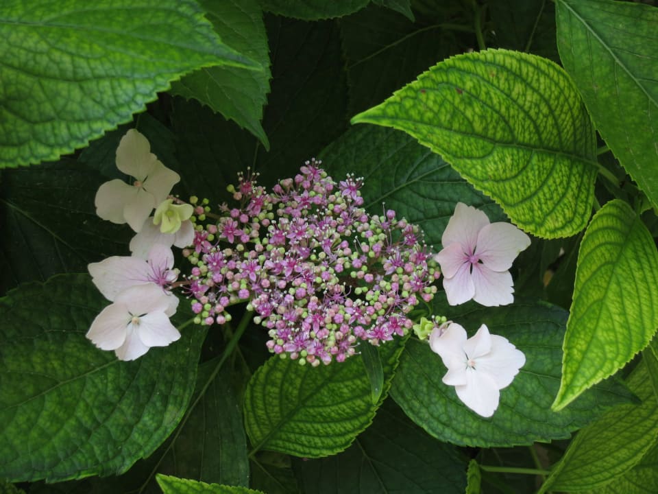 Eigenartige Blüte Crystal Paraiso Aqua Collection