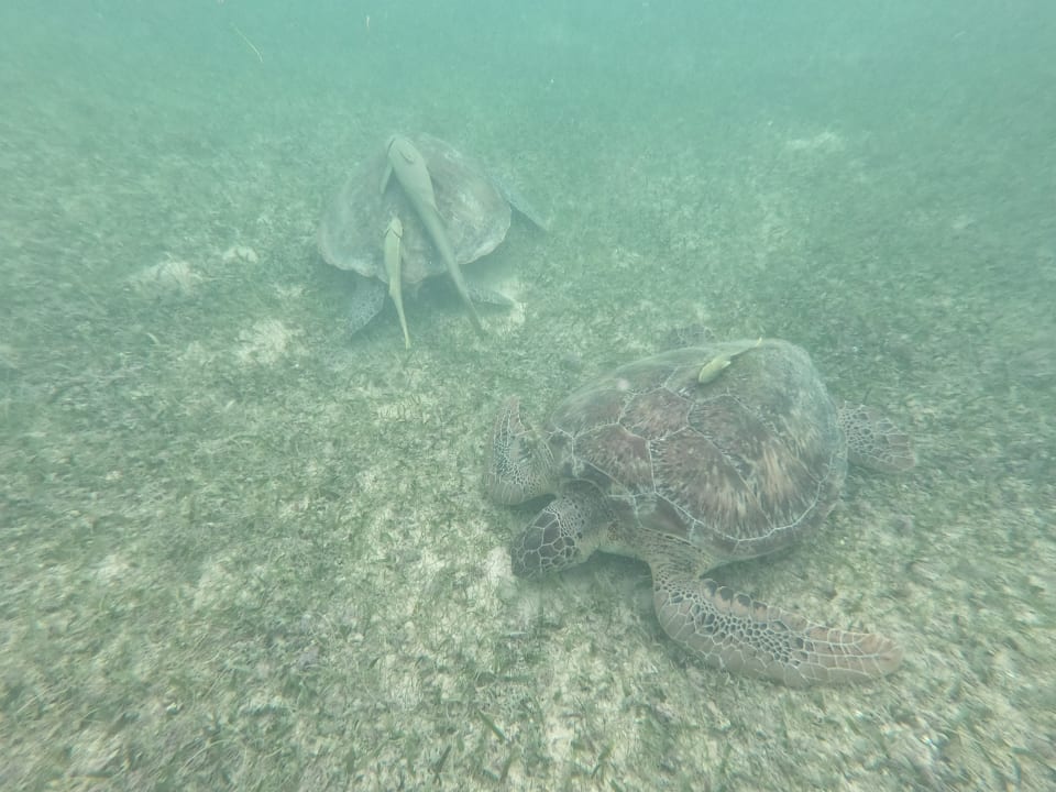 Strand Akumal Bay Beach & Wellness Resort