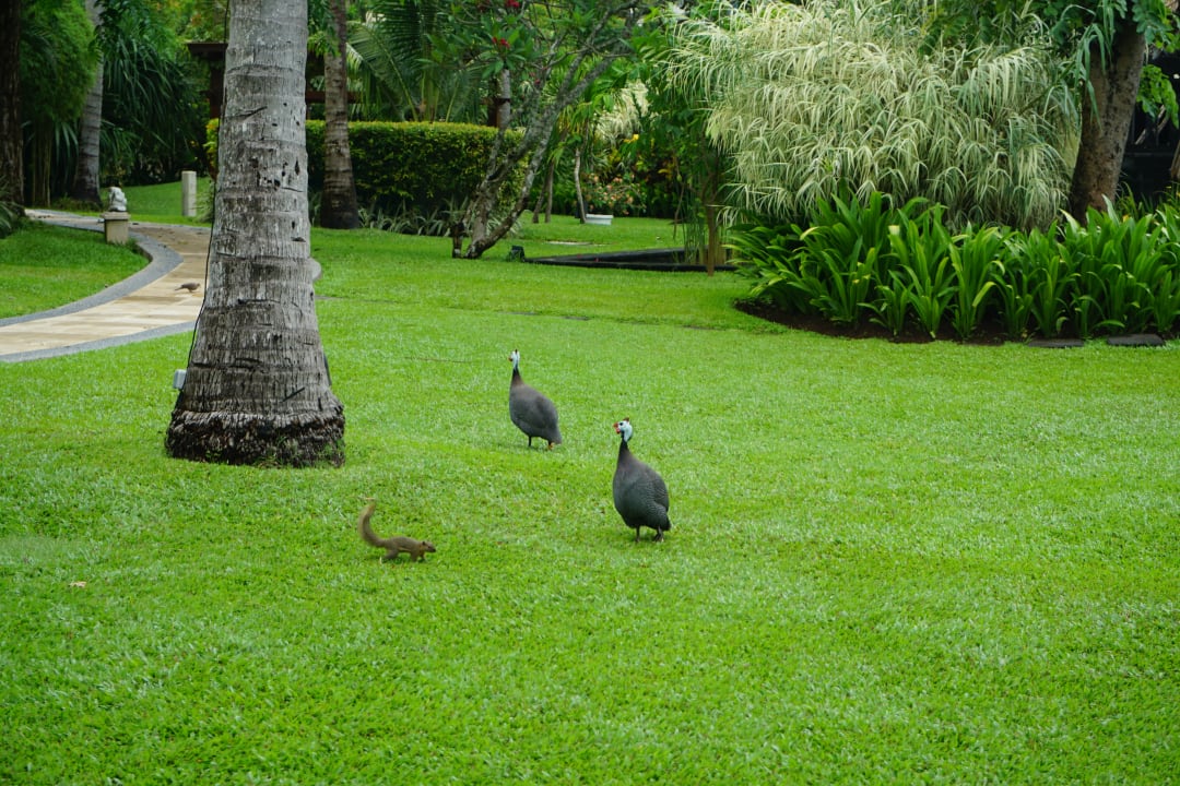 Gartenanlage The Laguna A Luxury Collection Resort & Spa