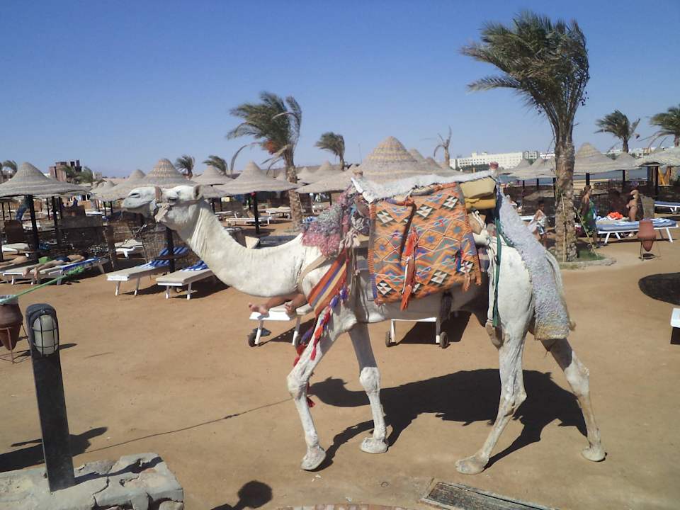 W ogrodzie Le Jardin Aqua Park Resort