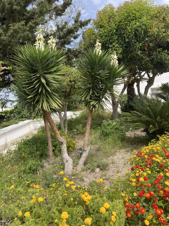 Gartenanlage Blue Sea Island