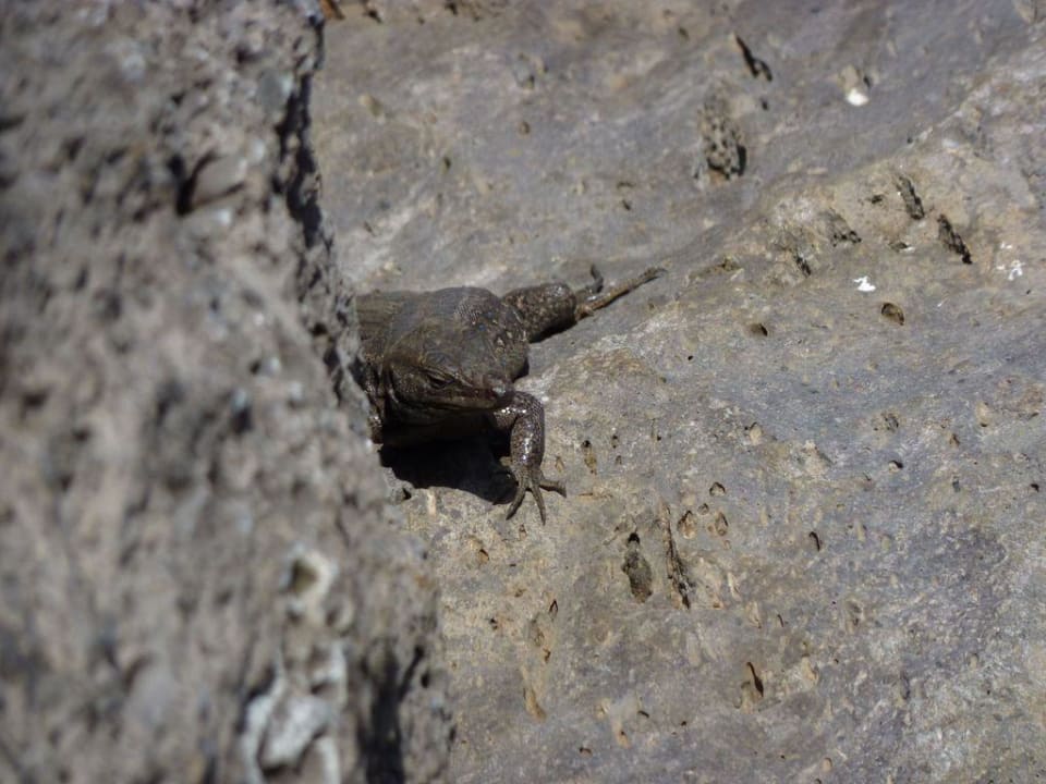 Eidechsen sind allgegenwärtig La Palma Princess