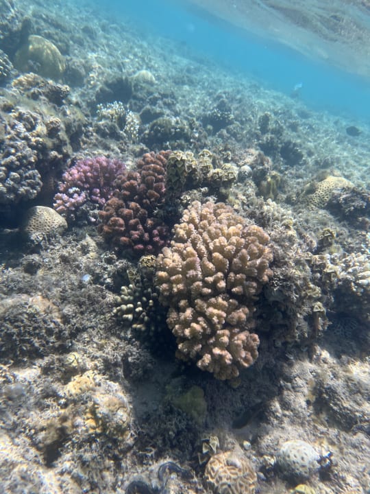 Sport & Freizeit Beach Albatros Resort