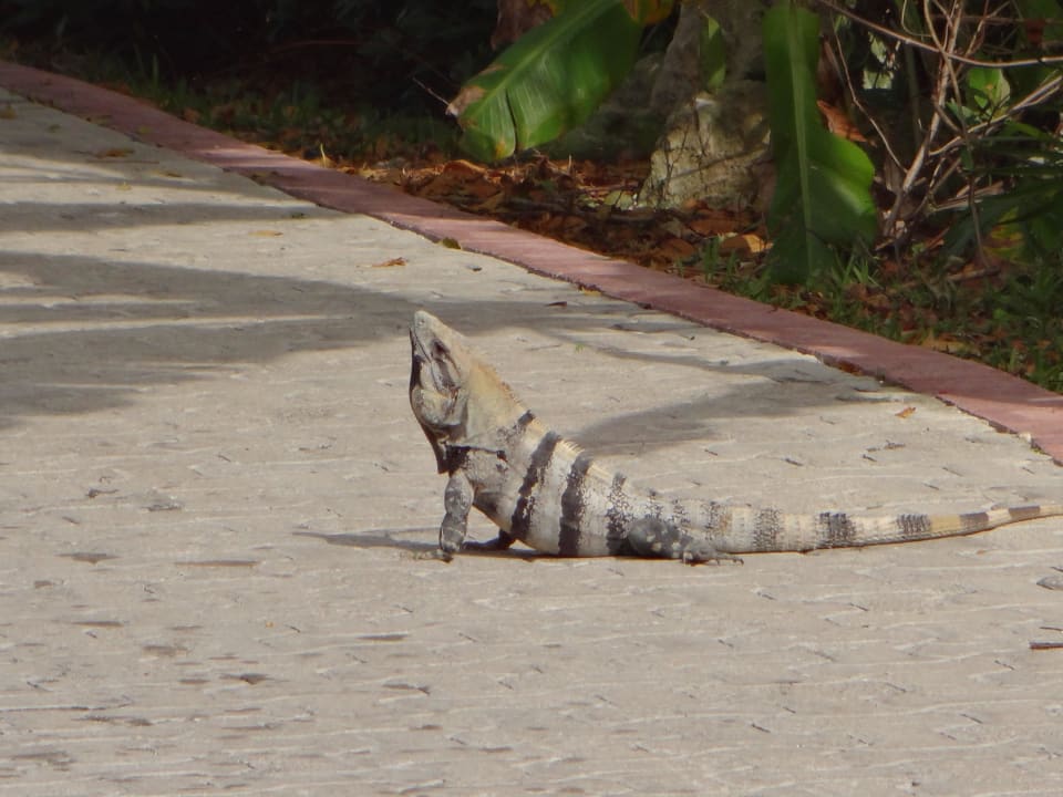 Überall zu sehen TRS Yucatan Hotel - Adults only