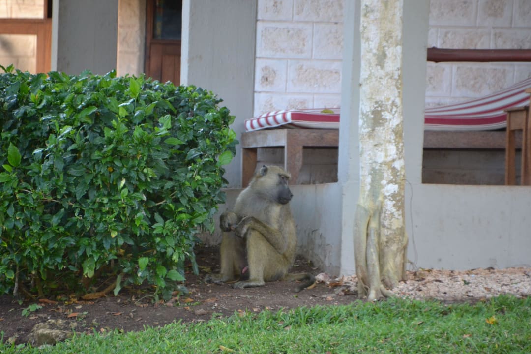 Pavian auf Beutesuche  Baobab Beach Resort & Spa