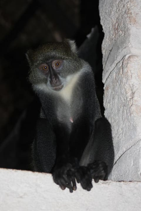 Kleine freche Gäste Baobab Beach Resort & Spa