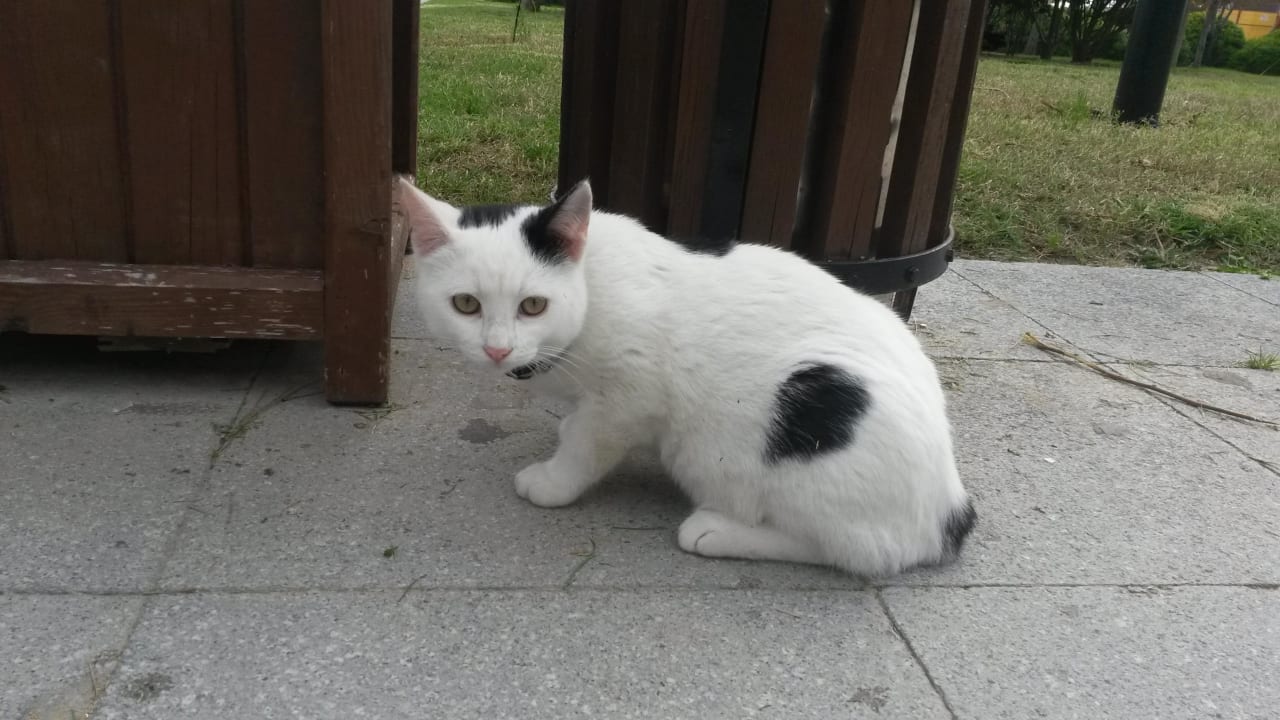 Hotelkatze Hotel Royal Dragon