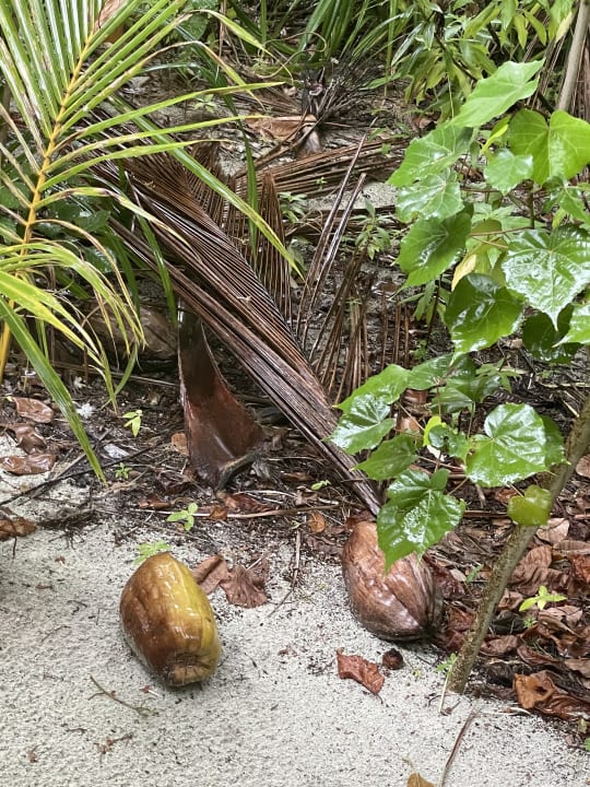 Gartenanlage Kihaa Maldives