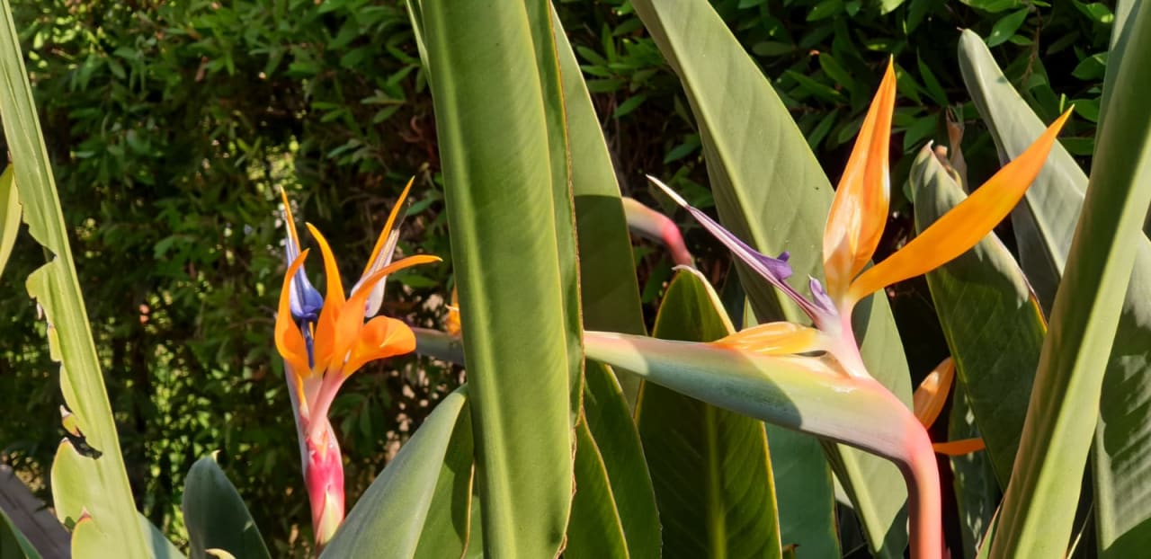 Garten Aydinbey Kings Palace & Spa