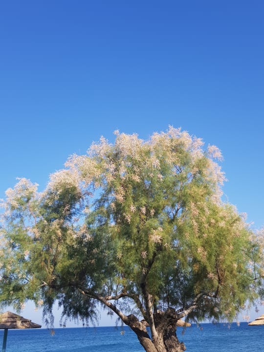 Sonstiges TUI BLUE Oceanis Beach and Spa Resort