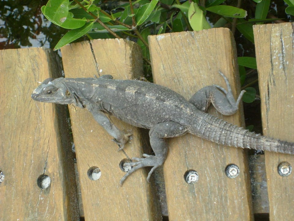 Tiere Catalonia Playa Maroma