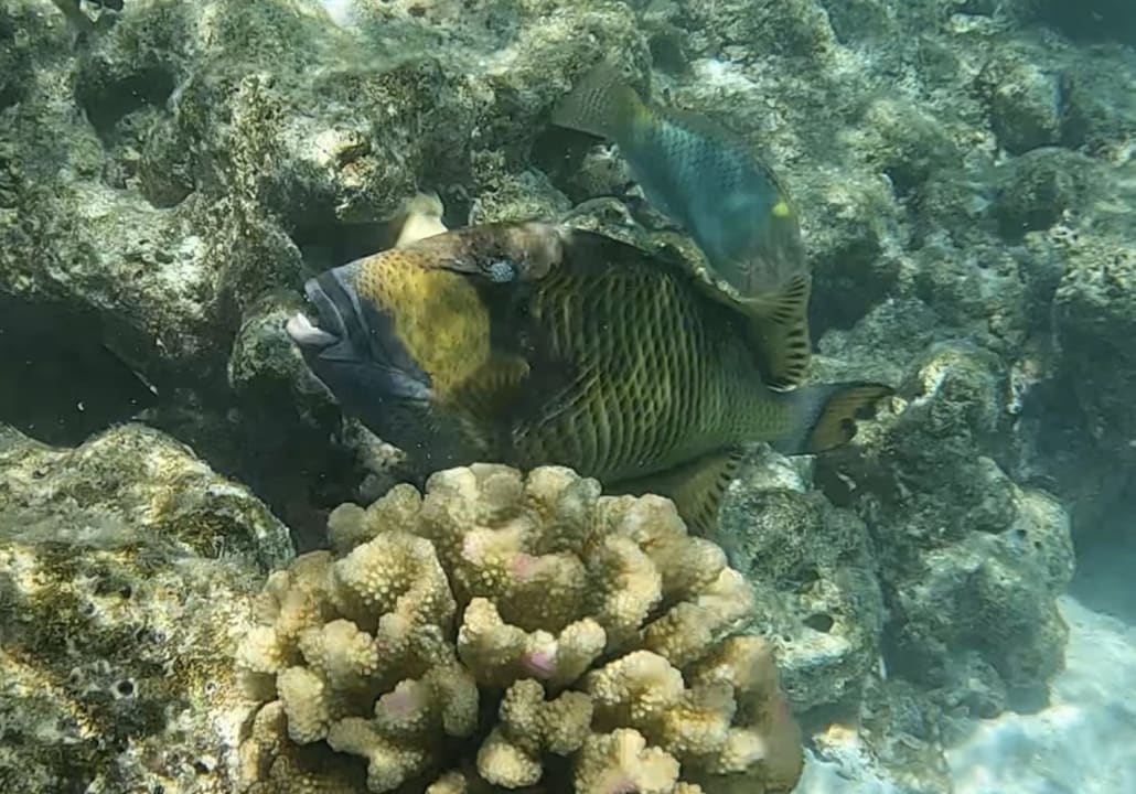 Strand Adaaran Club Rannalhi - All Inclusive