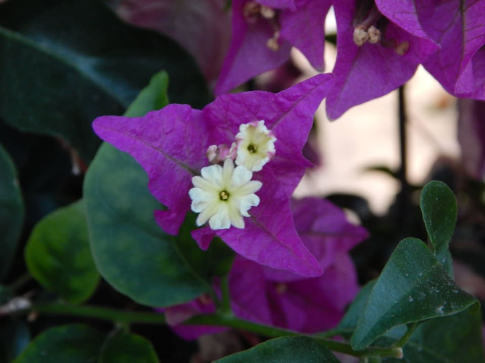 Blüten VIVA Eden Lago