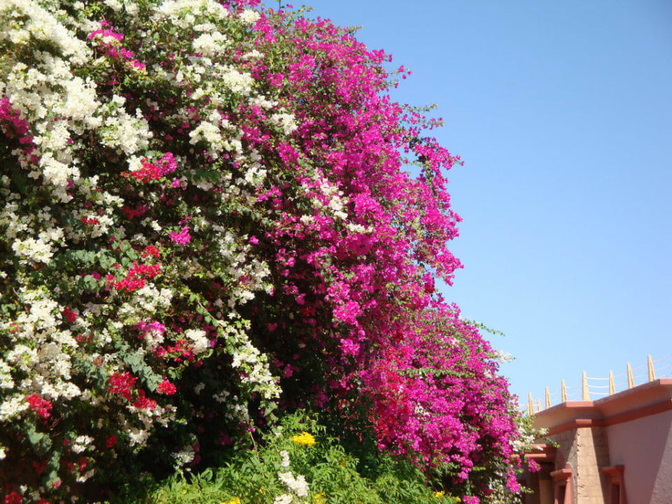 Garten Savoy Sharm El Sheikh