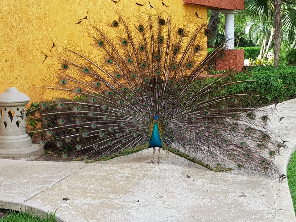 Gartenanlage Iberostar Waves Paraiso Beach
