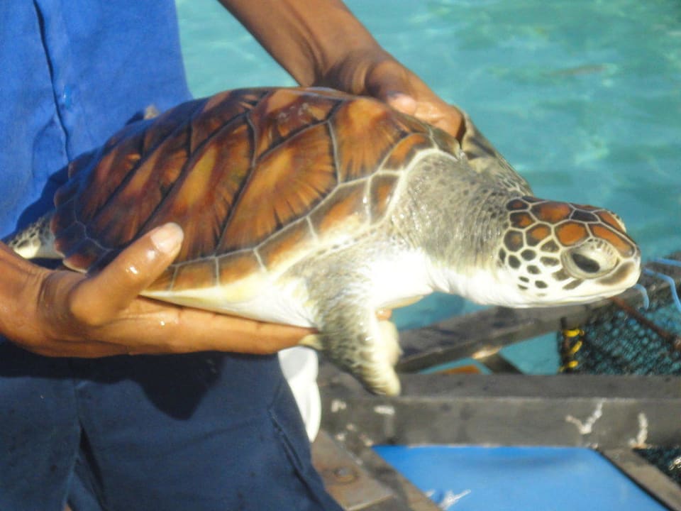 Schildkröte Veligandu Maldives Resort Island